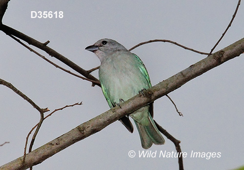 Sayaca Tanager (Thraupis sayaca)
